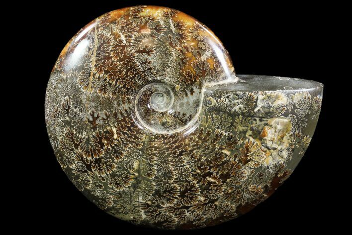 Polished, Agatized Ammonite (Cleoniceras) - Madagascar #88130